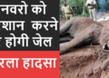 Animal Laws in India